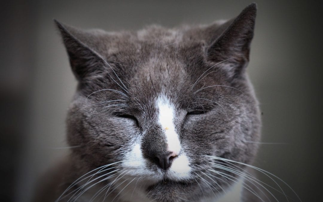 Ten Tips For Keeping Your Senior Cat Happy and Healthy