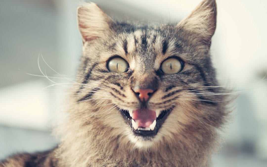 What You Need to Know About Cat Aggression