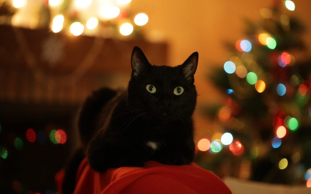 3 Gifts Your Pet Wants Under the Christmas Tree