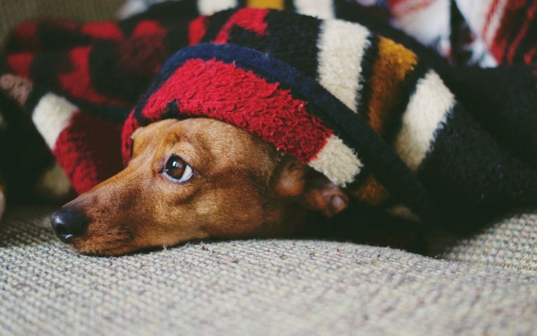 Can Your Dog Catch a Cold?