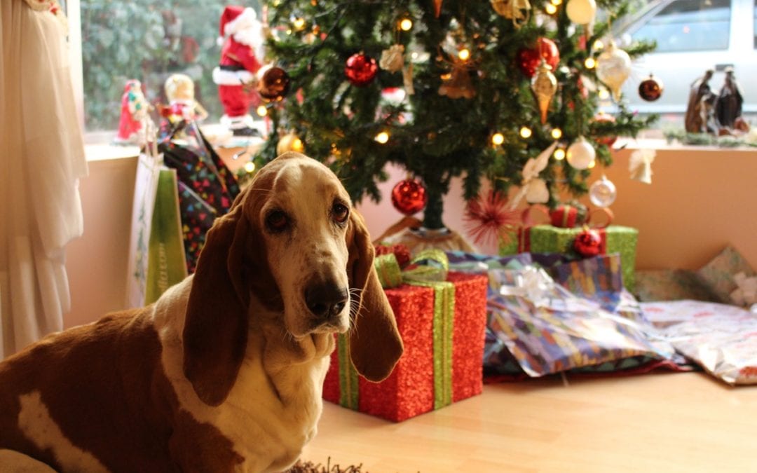 Helping Your Pet Enjoy a Safe Holiday