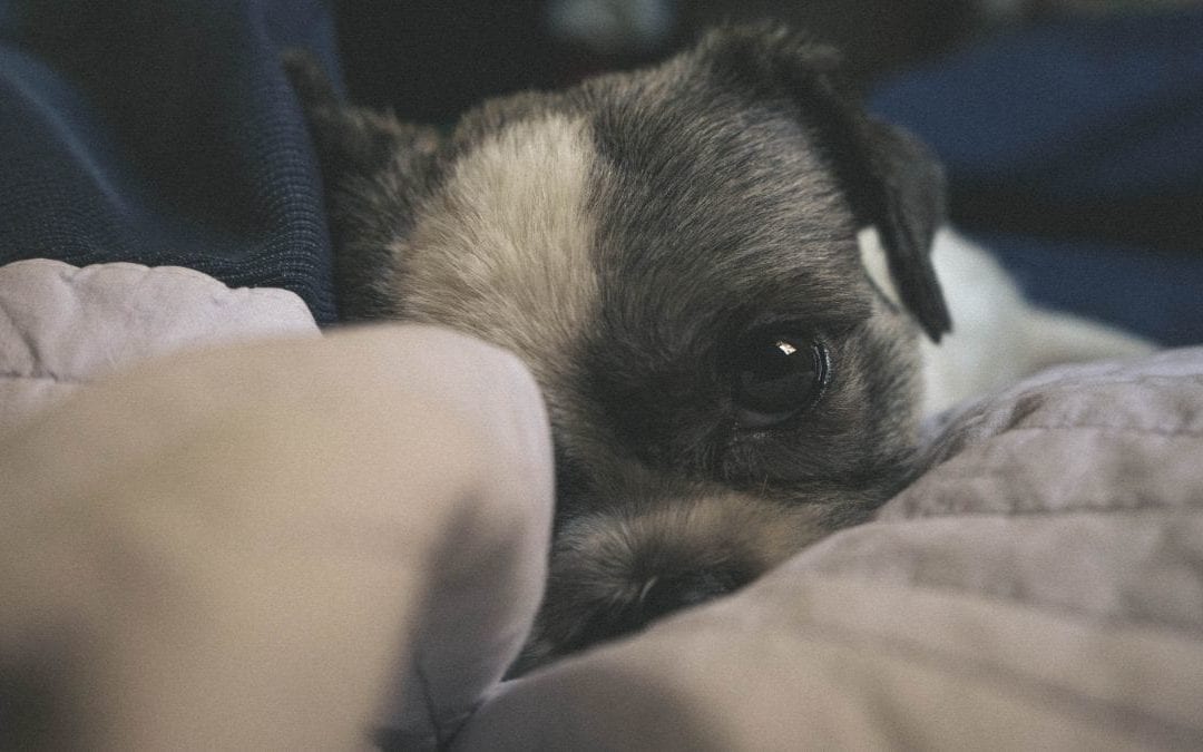 Making a Storm Shelter For Your Anxious Pet