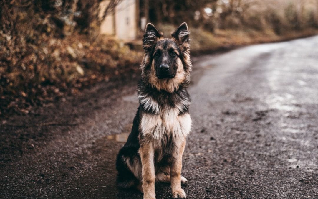 Keeping the Mud Off During Stormy Spring Walks