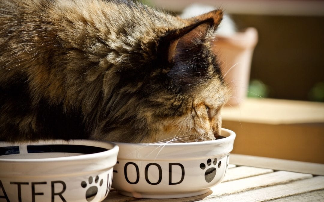 Feeding Your Cat the Right Diet