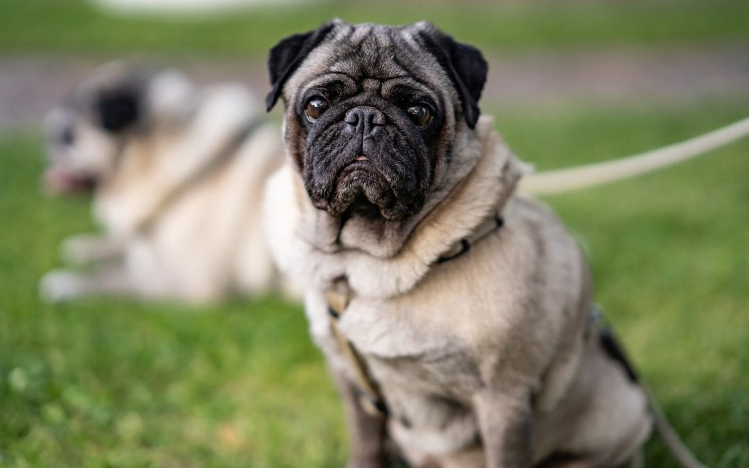 What Pet Owners Should Know About Zoonotic Parasitic Infections