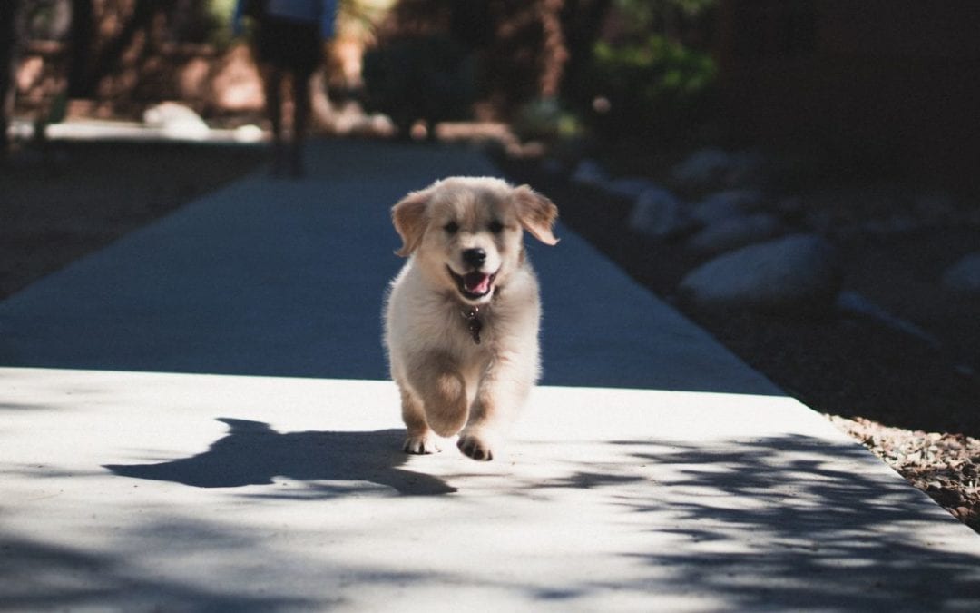 Socializing Your Puppy in a Time of Social Distancing