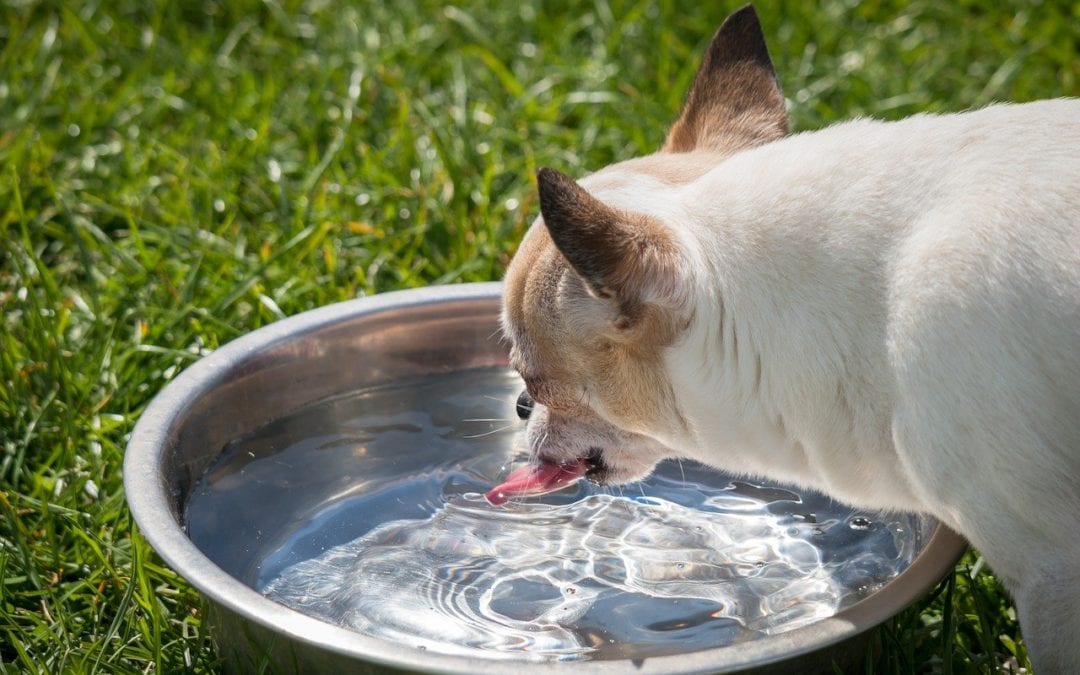 3 Ways to Help Your Pet Beat the Summer Heat