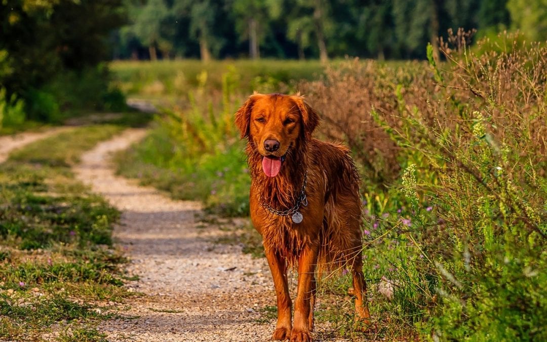 Hitting the Trails With Your Pet