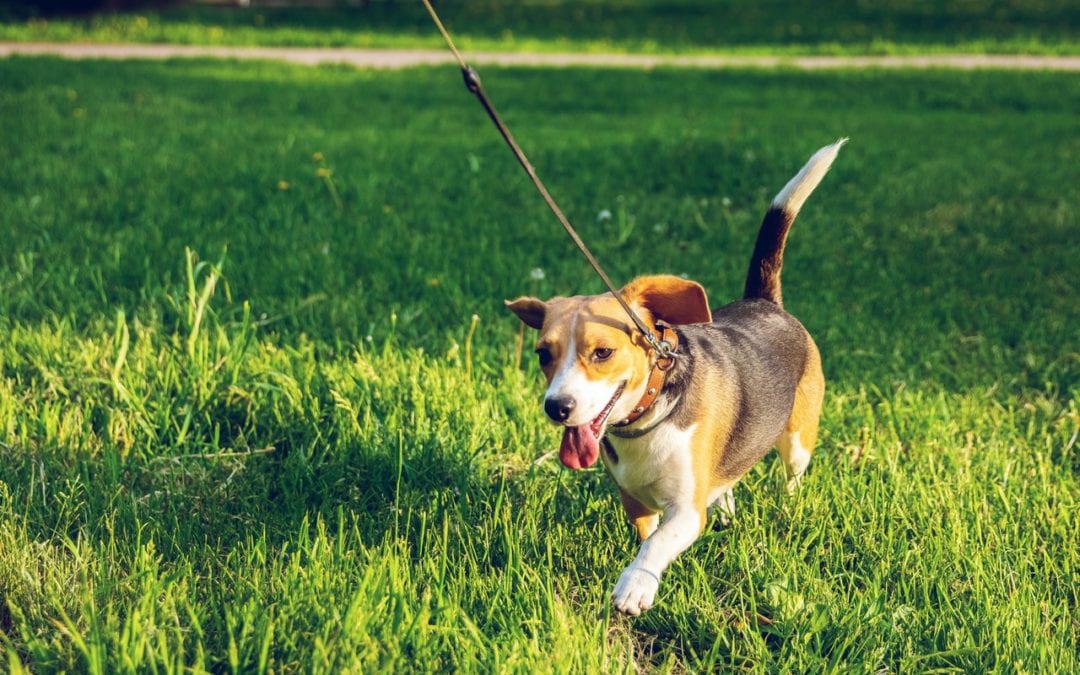 How to Teach Your Dog to Focus on Walks