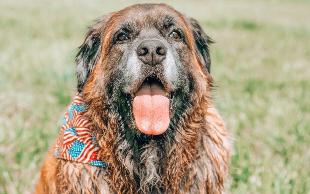 A Pet-Friendly July 4th!