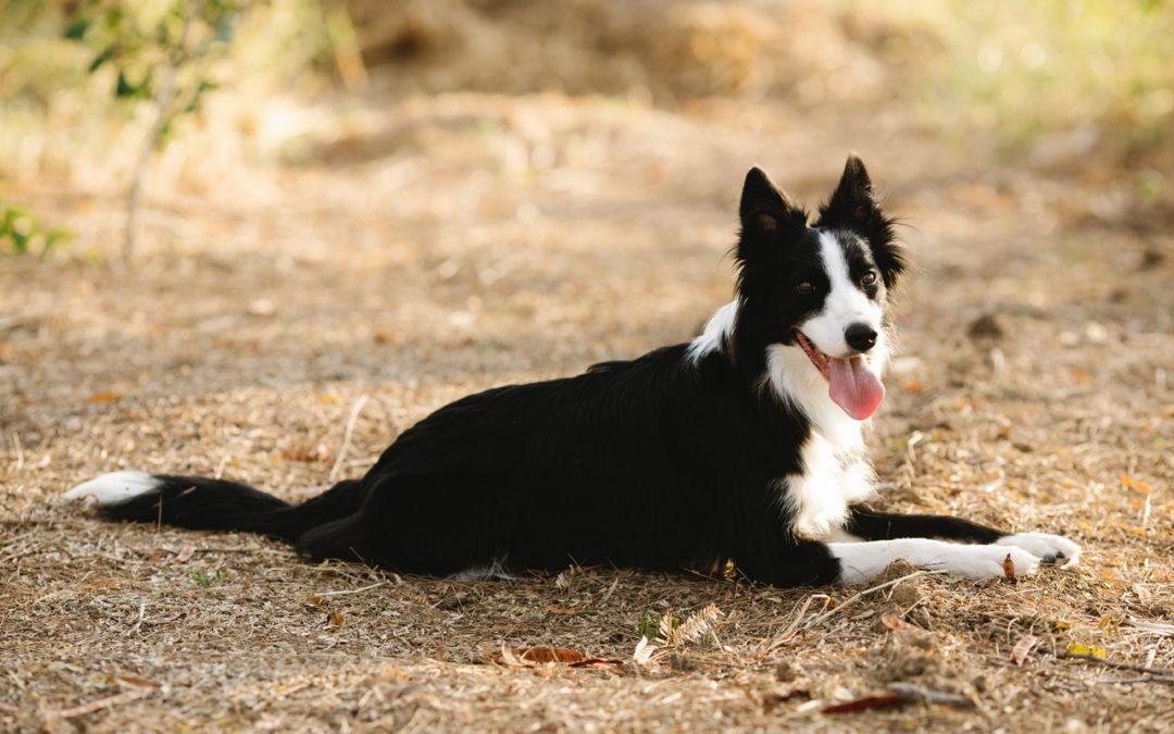 3 Summertime Hiking Safety Tips for Pets