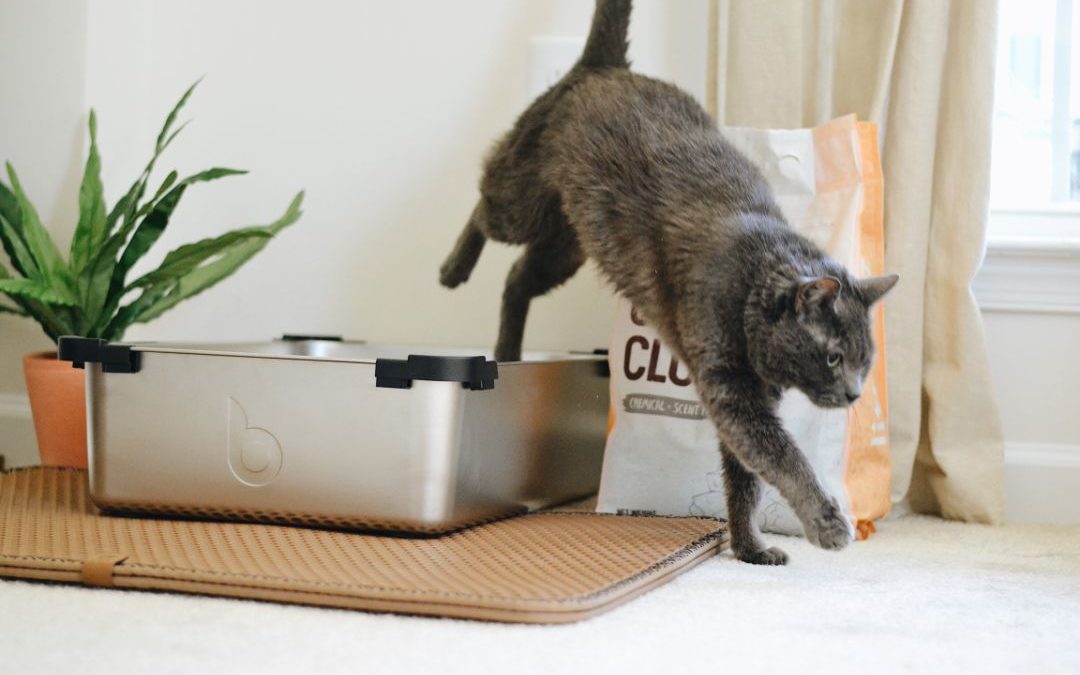 5 Tips to Get Your Cat Used to Its Litter Box