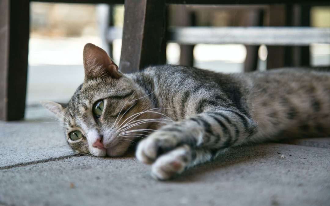 8 Signals That Your Cat Is In Pain