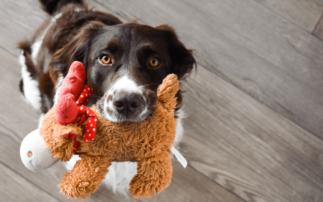 4 Holiday DIY Pet Toy Ideas