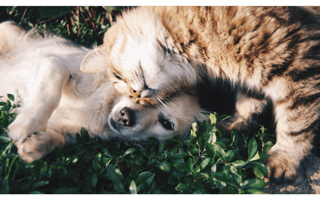 Celebrate a Lovely Valentine’s Day With Your Pet