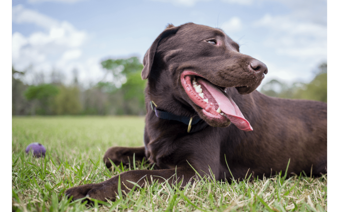 Spring Skin Allergies in Pets